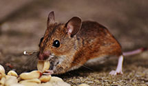 24 Hour & Emergency Exterminators in Bristol, VA